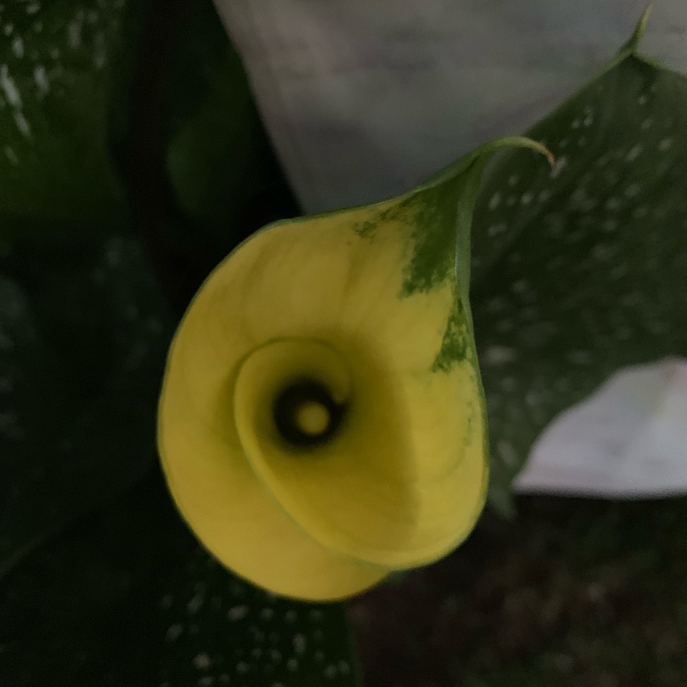 Meet your Posher, Melinda